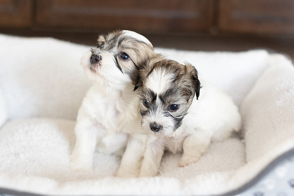 PridmorePuppies23-29