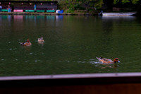 2026JapanTrip-360