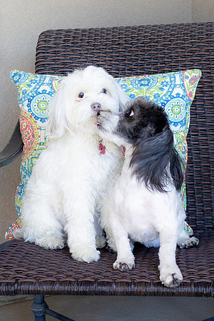Archie&Duchess23-15