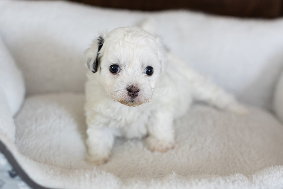 PridmorePuppies23-11