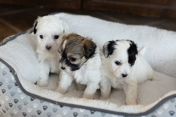 PridmorePuppies23-17