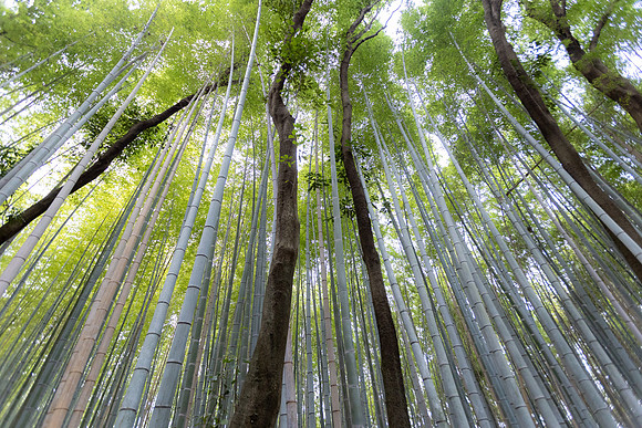 2026JapanTrip-252