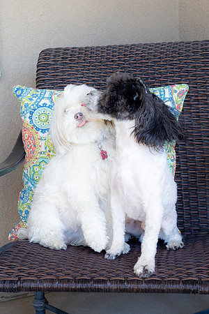 Archie&Duchess23-16