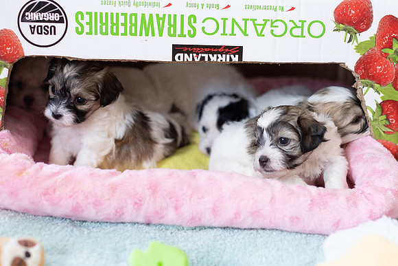 PridmorePuppies23-31