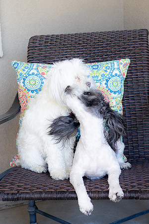 Archie&Duchess23-14