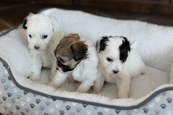 PridmorePuppies23-18