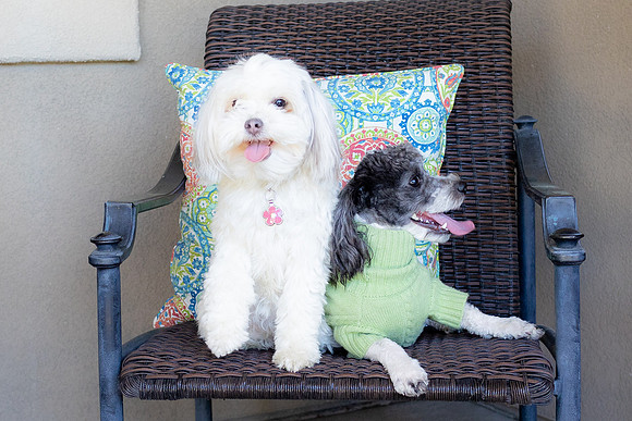 Archie&Duchess23-12