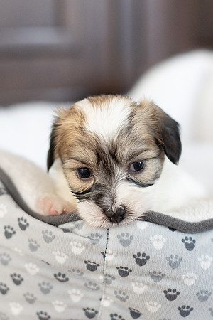 PridmorePuppies23-27