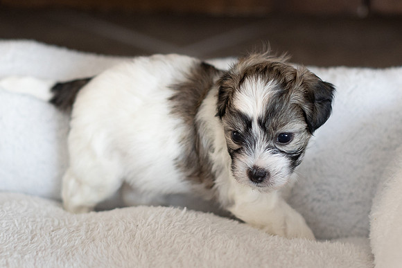 PridmorePuppies23-19