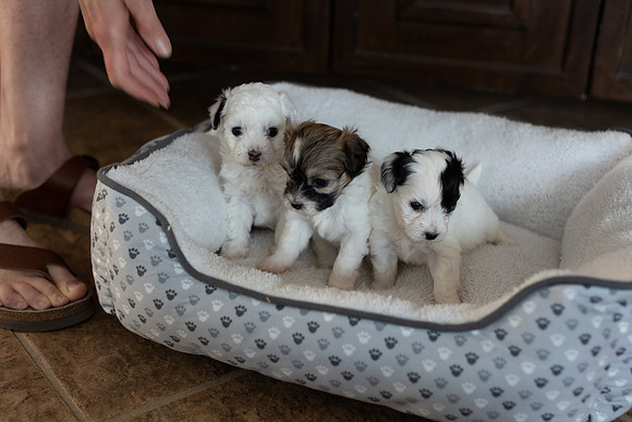 PridmorePuppies23-16