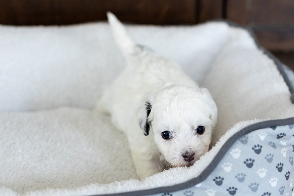 PridmorePuppies23-10