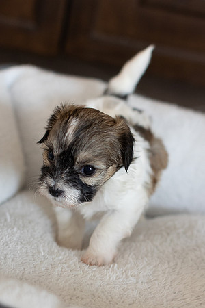 PridmorePuppies23-15