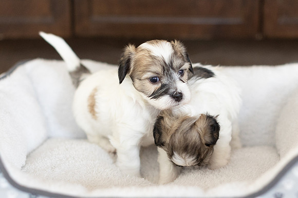 PridmorePuppies23-30