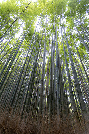 2026JapanTrip-251