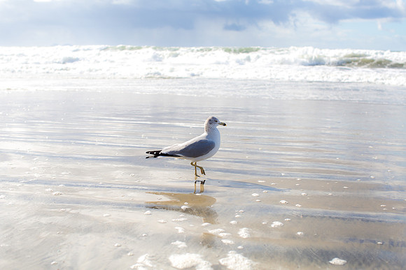 11.29.19 Coronado High Tide-6