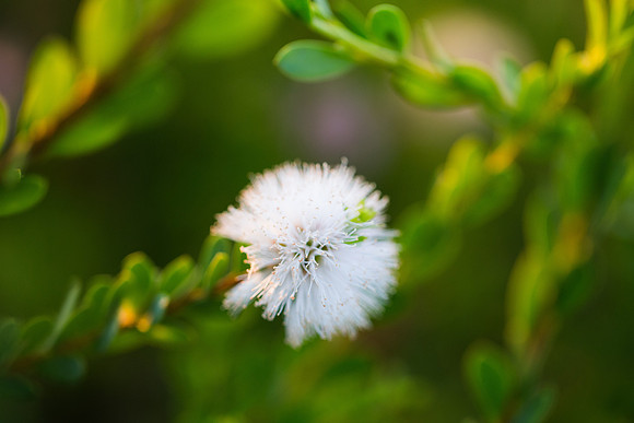 2019 Nature-2