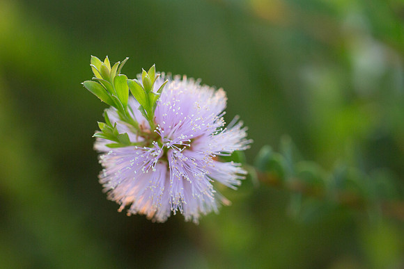 2019 Nature-1