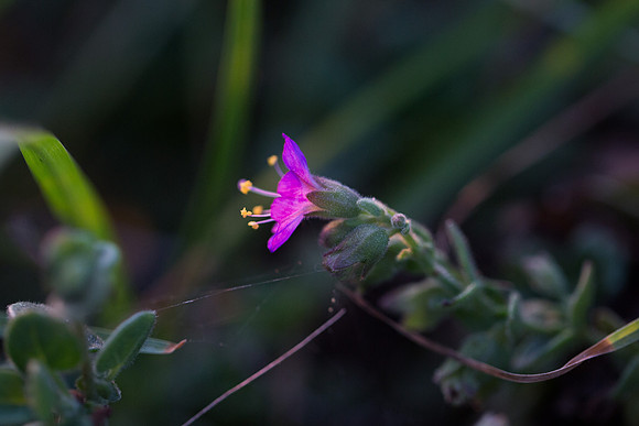 2019 Nature-7