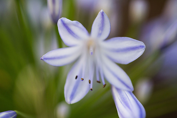 2019 Nature-8