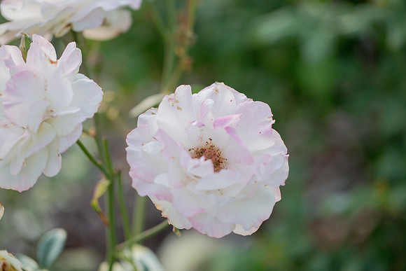 2019 Nature-10